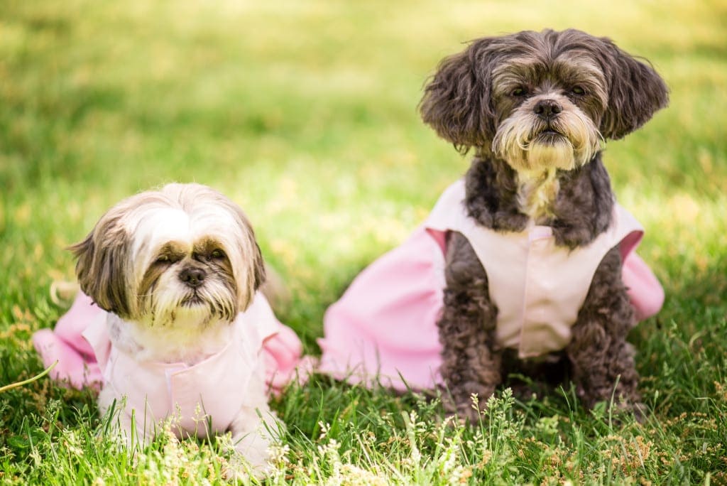 These two cuties were eye candy for our cameras.