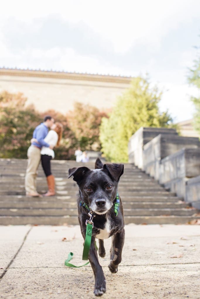 dogs at engagement photo sessions are so much fun, love this guys character 