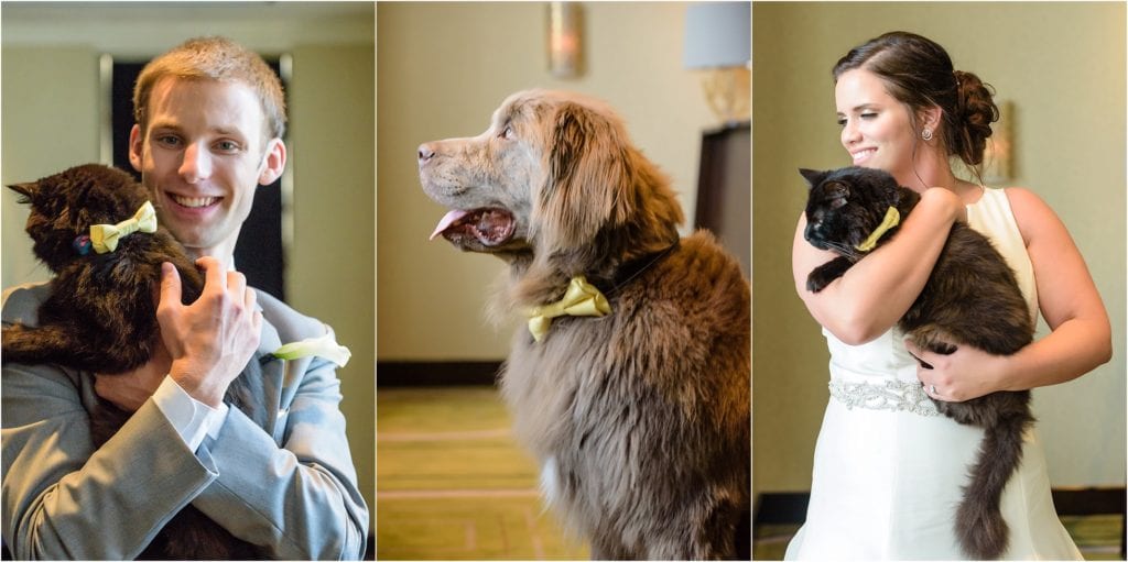 Pets at wedding cat and dog 