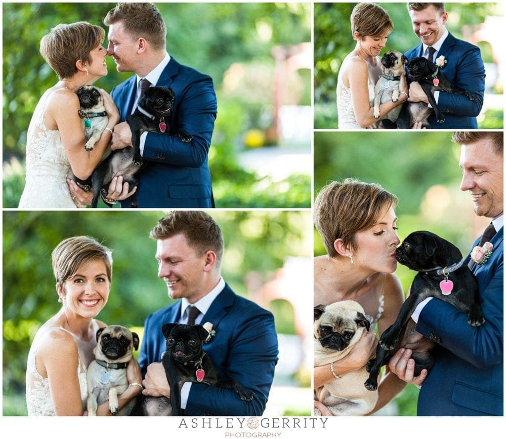 pugs, fur babies, bride and groom, couples portraits, dog parents, 