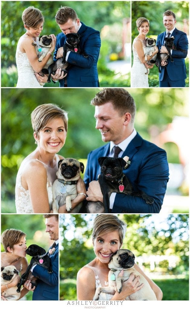 two pugs with bride and groom on wedding day