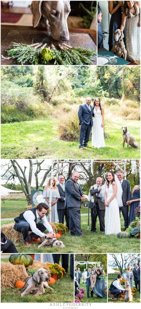dogs at weddings as ring bearer, elderly dog at a wedding
