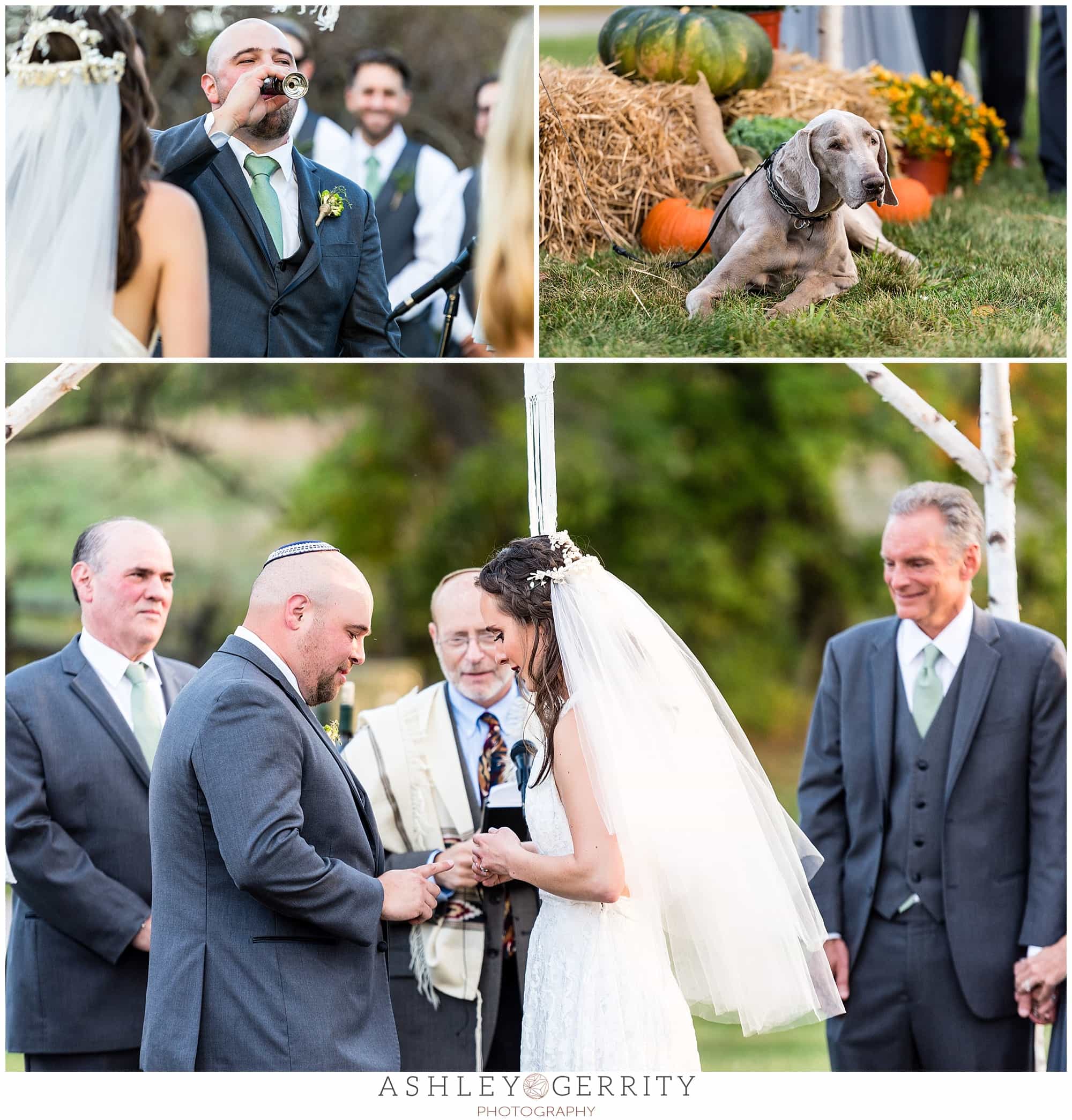 Bride & groom drink from the chalice together during their jewish ceremony before exchanging rings, carried by their family dog.