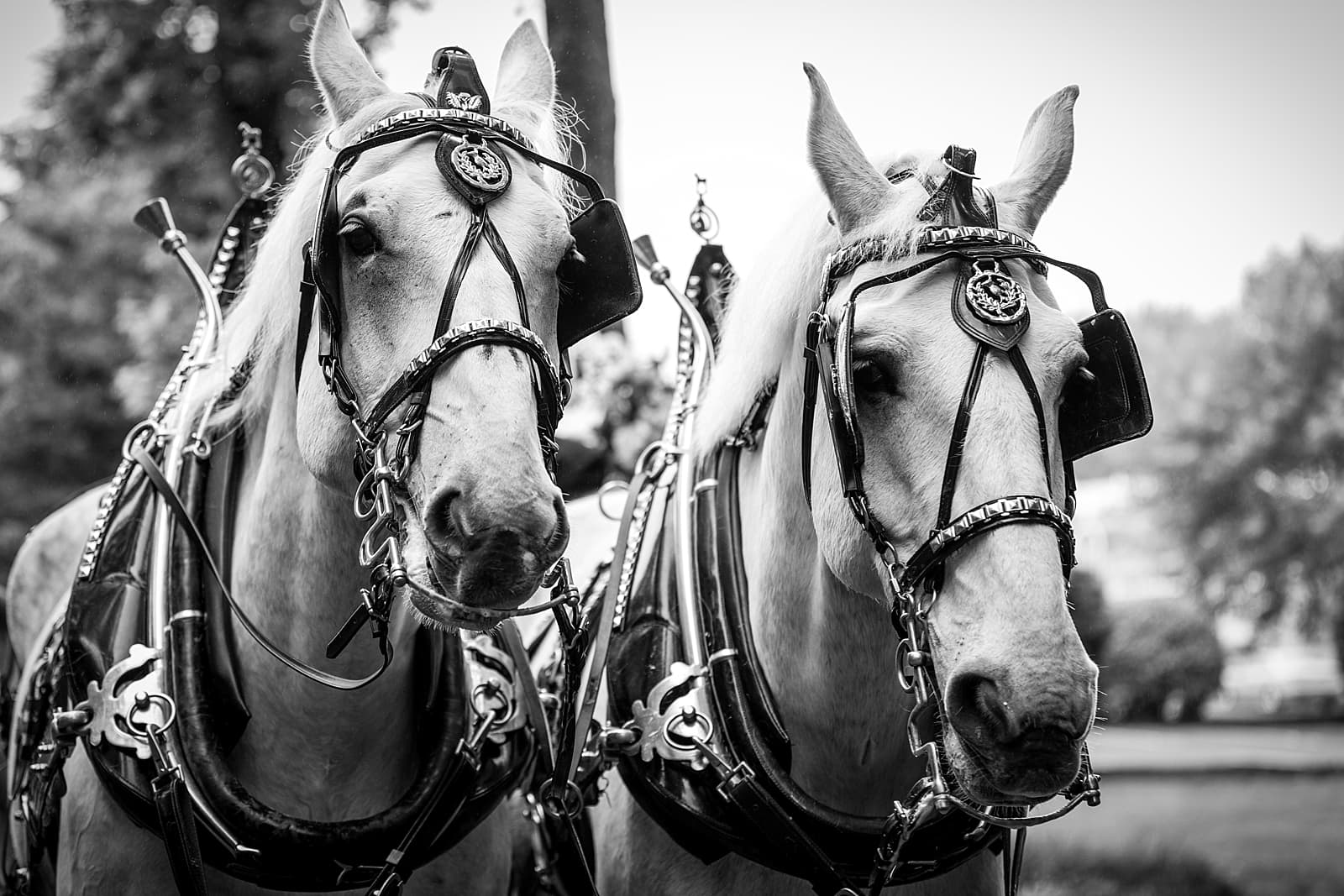 fairytale wedding, black and white, horses, horse drawn carriage 