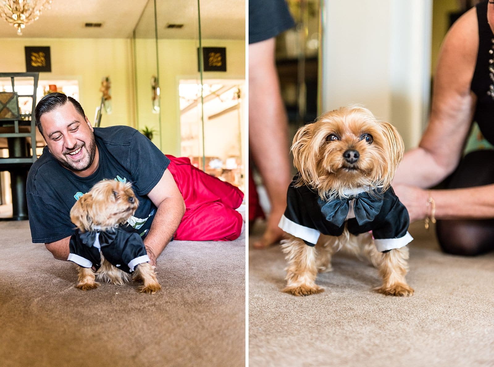 Groom gets his dog ready in a dog tuxedo