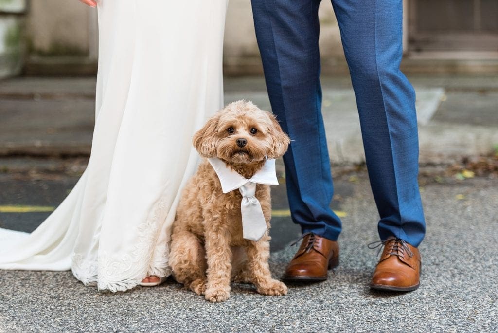 Wedding day portrait of the Best dog in a bowtie during his parents wedding day