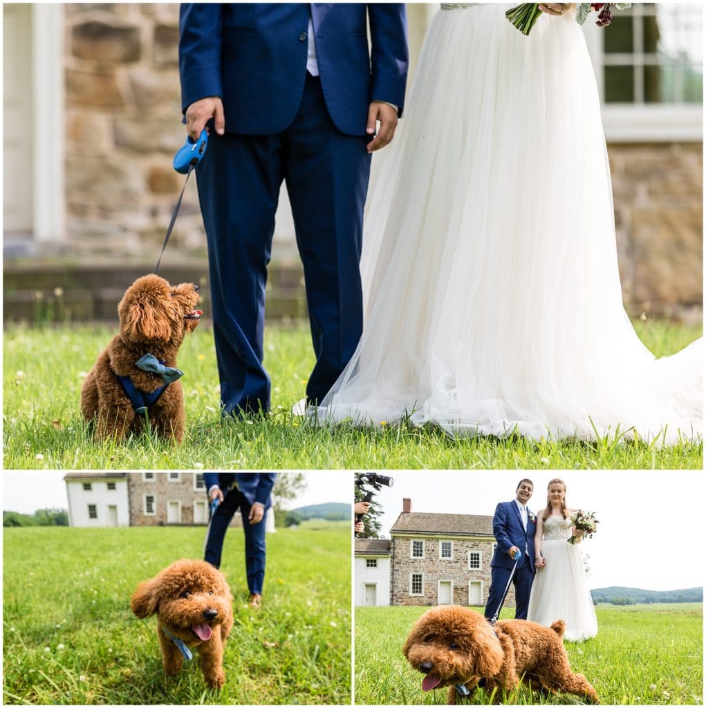 bride and groom with their puppy portraits in Valley Forge Park