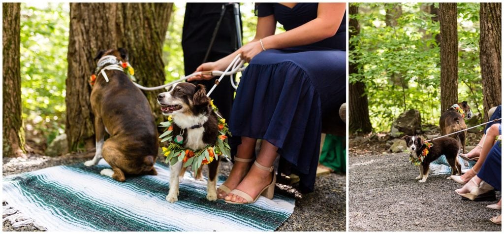 Dogs in flower crowns during outdoor woods wedding ceremony