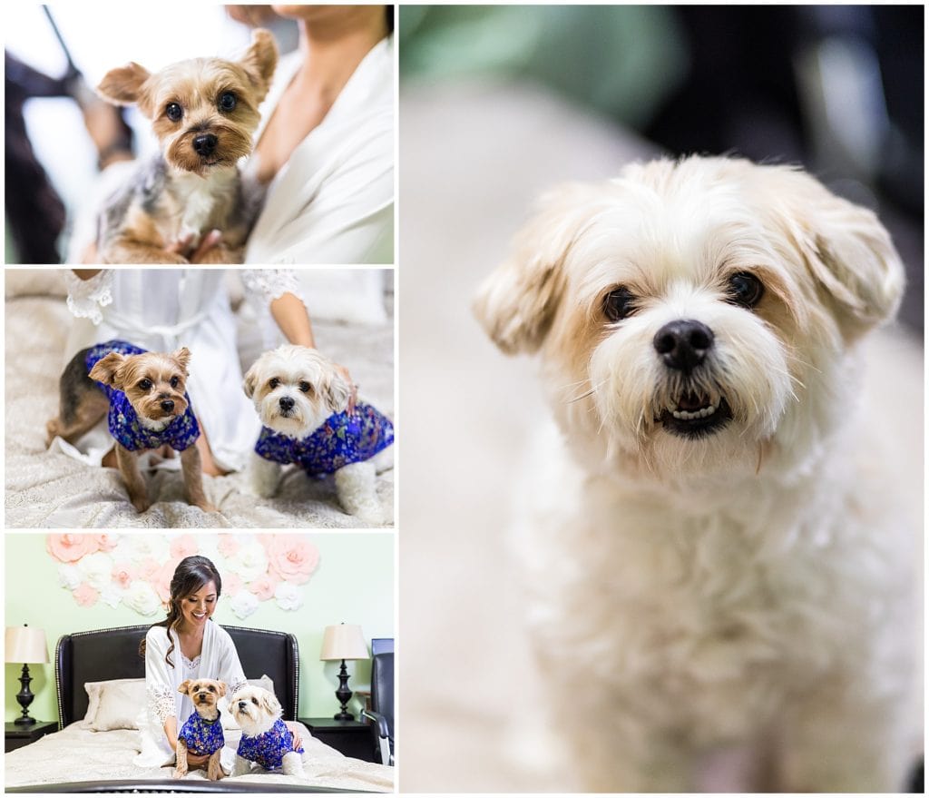 Bride hanging out with her puppies and getting them dressed for the ceremony