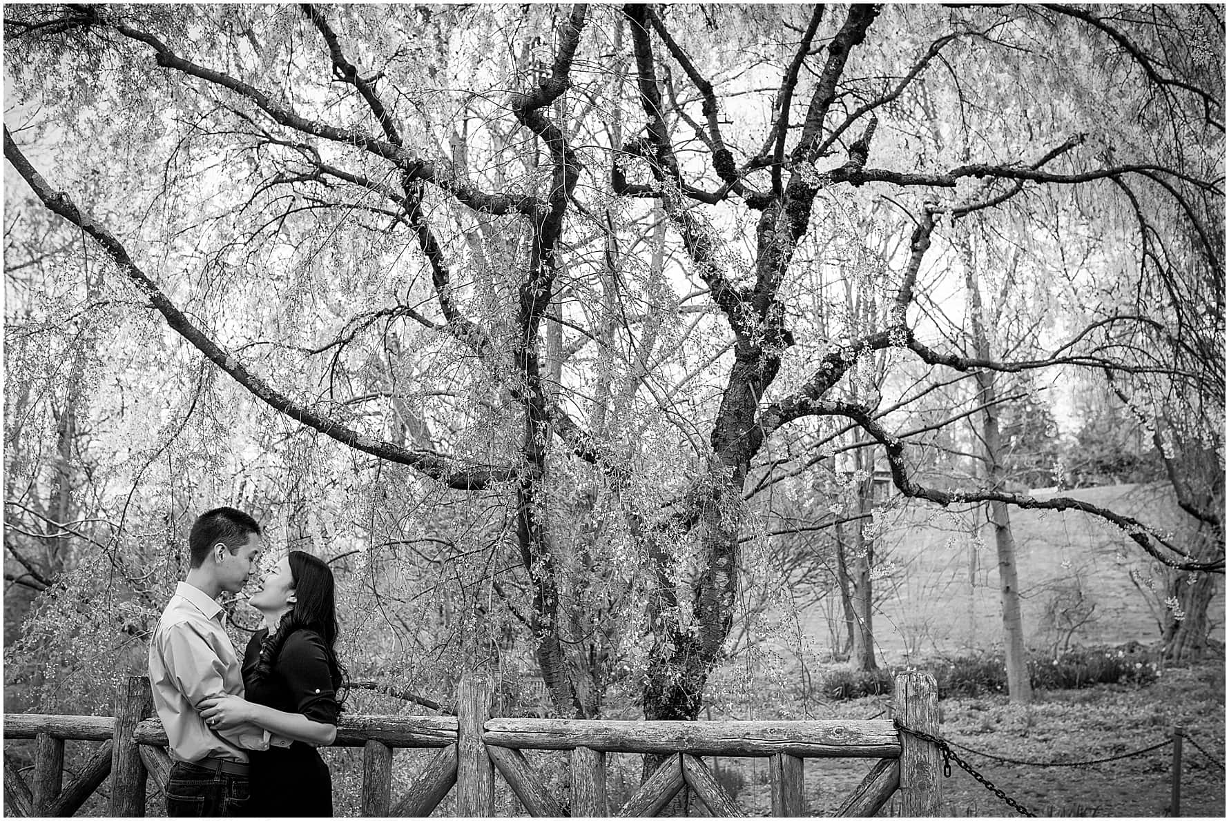 Black and white engagement session portrait of couple pulling apart from a kiss under flowery trees at Morris Arboretum Spring session
