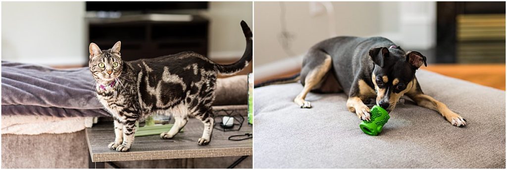 Collage of a dog and cat at their home in Philadelphia playing with their chew toys