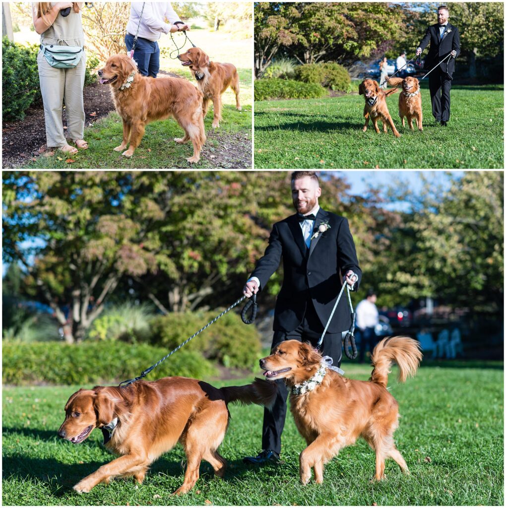 Golden Retrievers with floral collars walking down the aisle at Rose Bank Winery Wedding