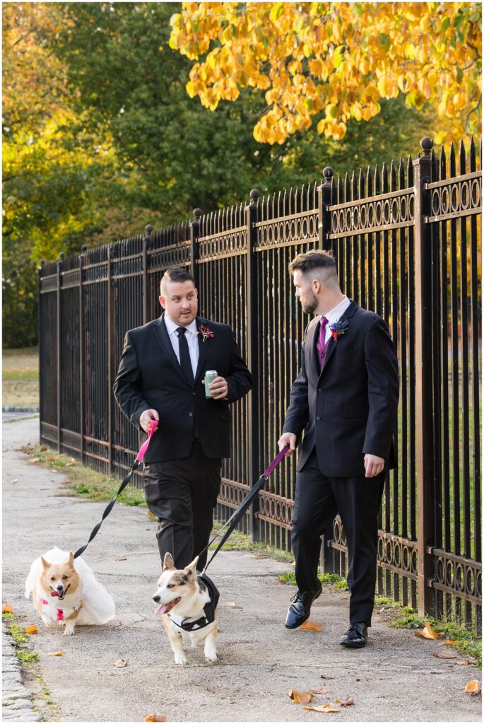 Dogs in their wedding outfits walk with members of the wedding party that are wearing black tuxes