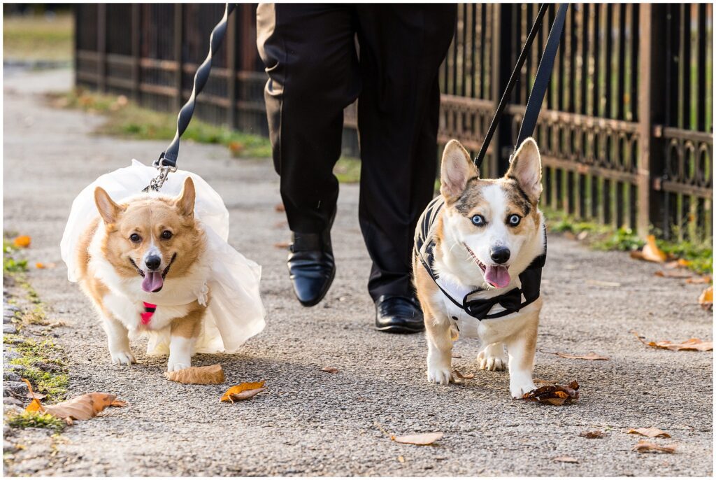 Dogs in wedding outfits